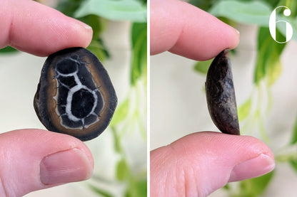 Septarian Nodule