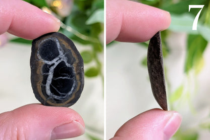 Septarian Nodule