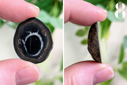Septarian Nodule