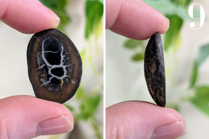 Septarian Nodule