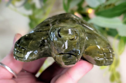 Serpentine Turtle