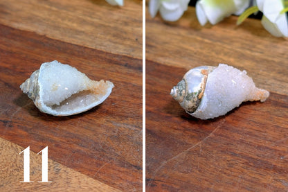 Spiralite Gemshells