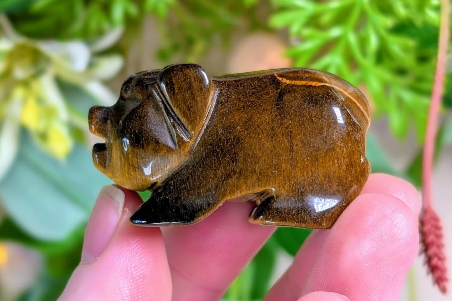 Tiger Eye Pig