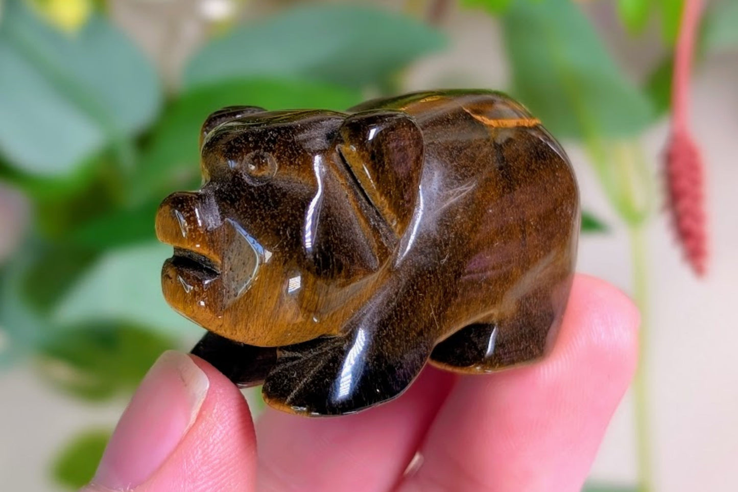 Tiger Eye Pig