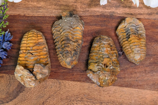 Trilobite