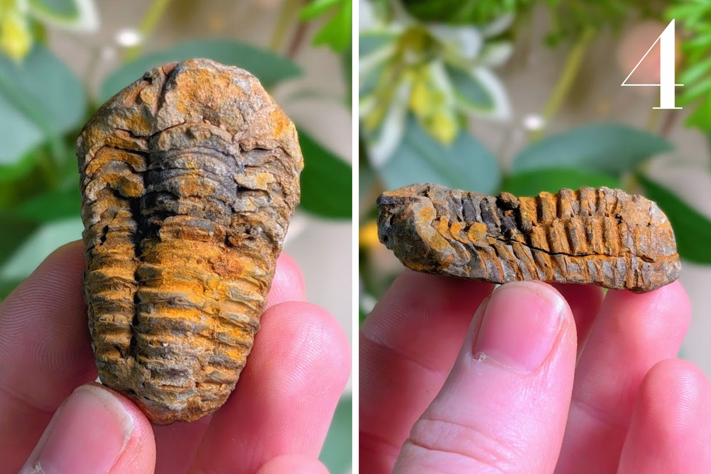Trilobite