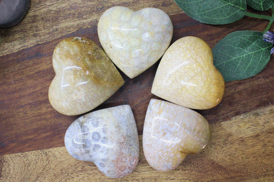 Fossil Coral Heart 2"