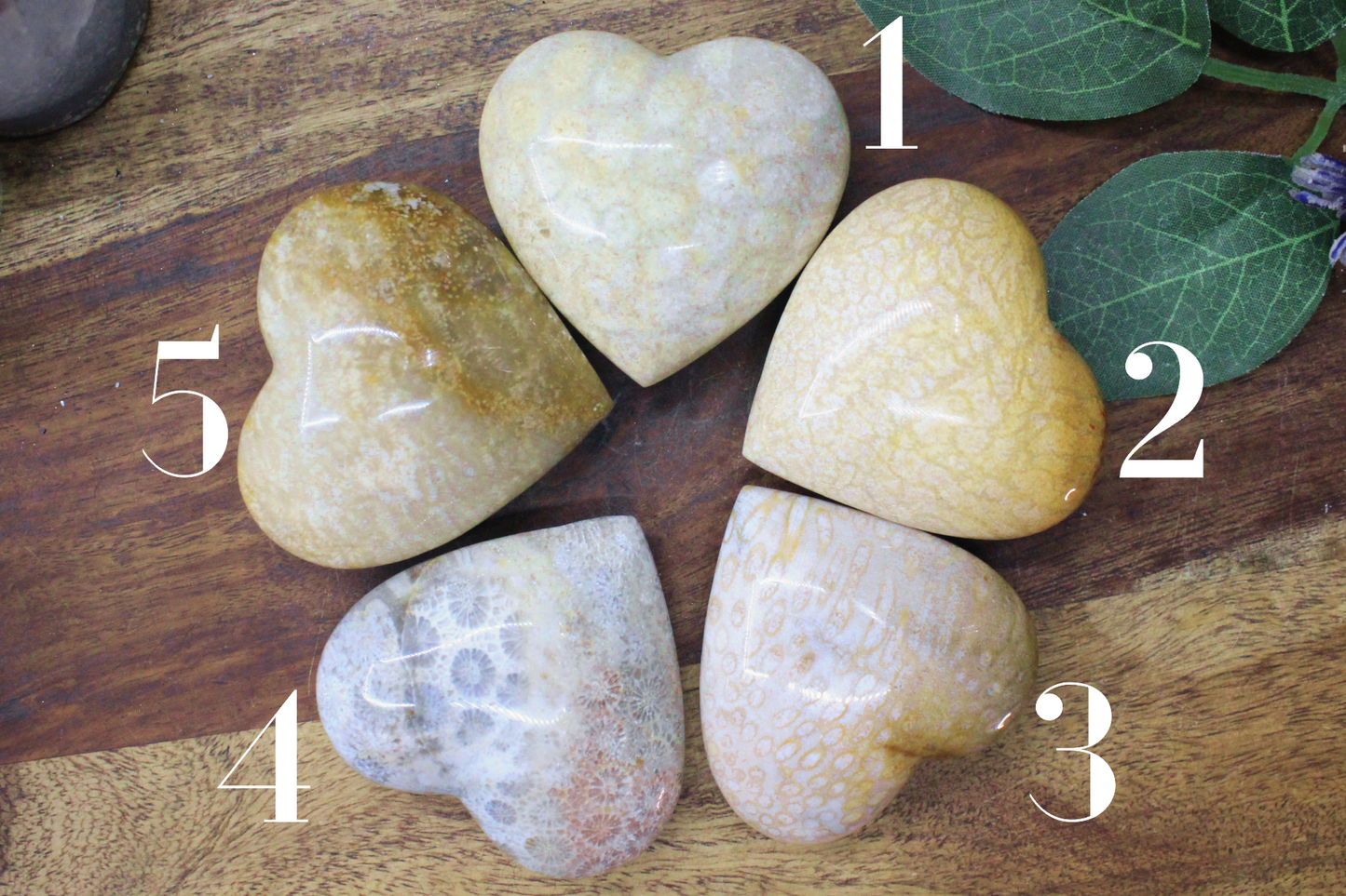 Fossil Coral Heart 2"