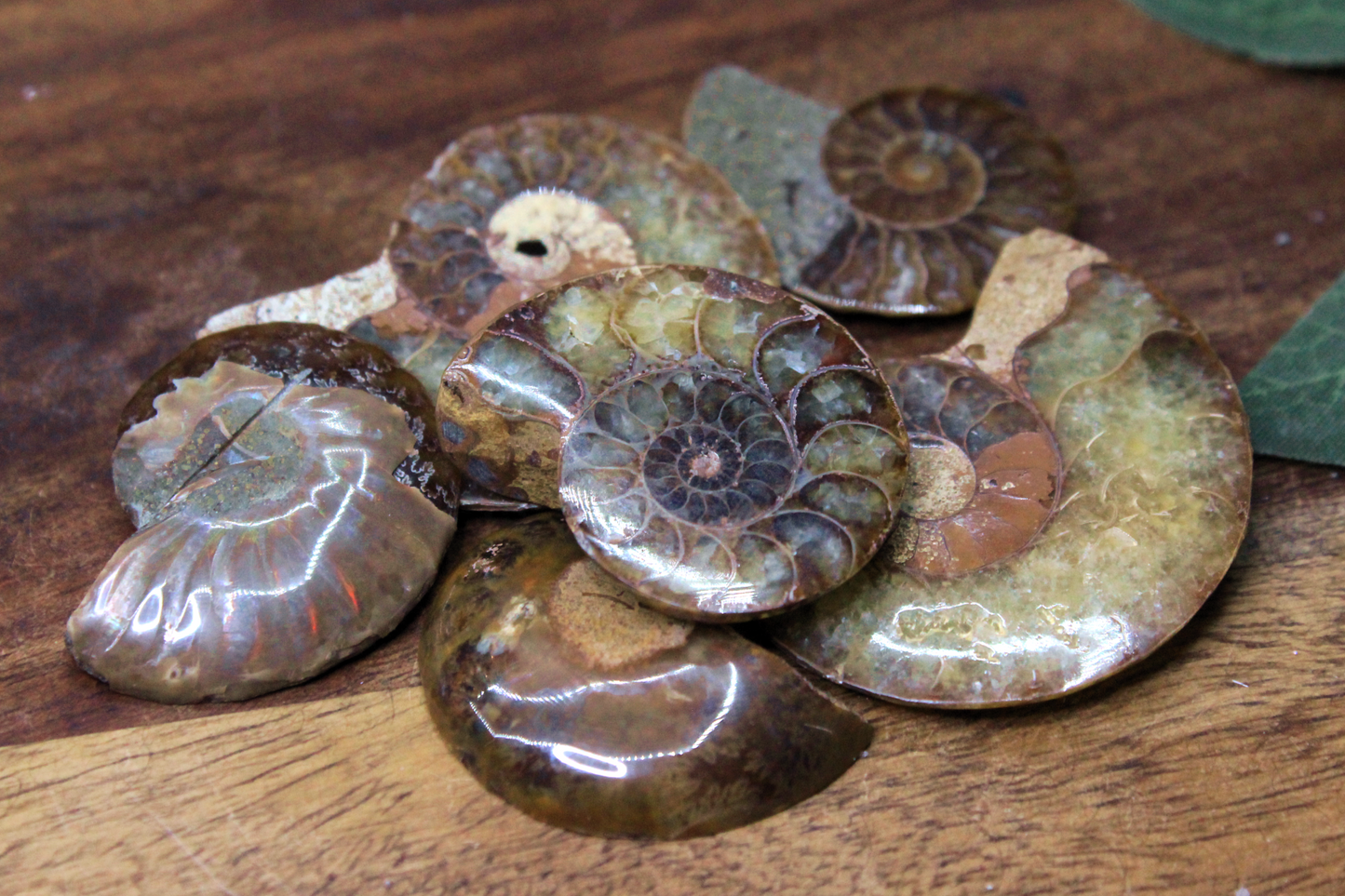 Red Ammonite Half 1"